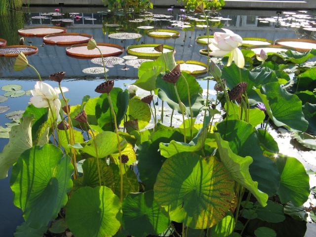 The Botanical Gardens